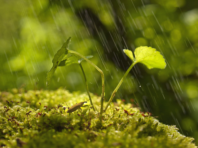 macrofun Pod parasolem
