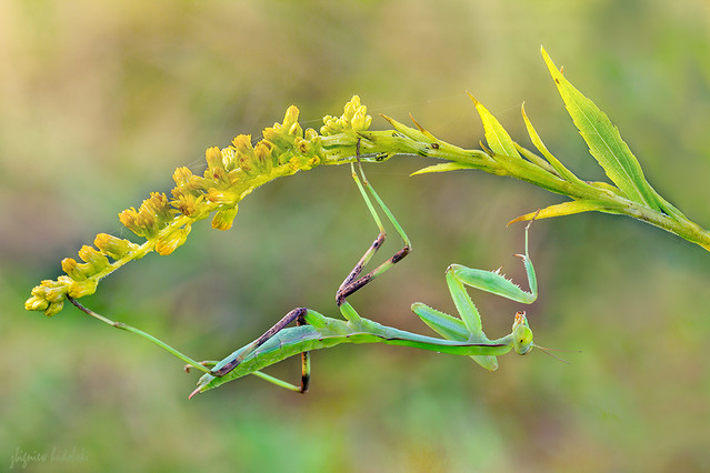 hudobskifotografia #188872