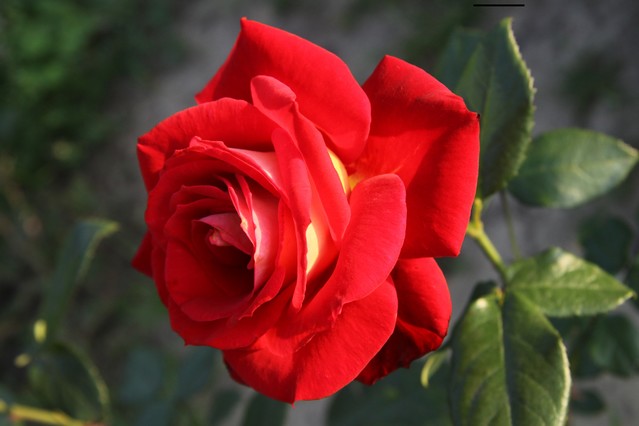 Photo:H.S.Rolniccy #162638