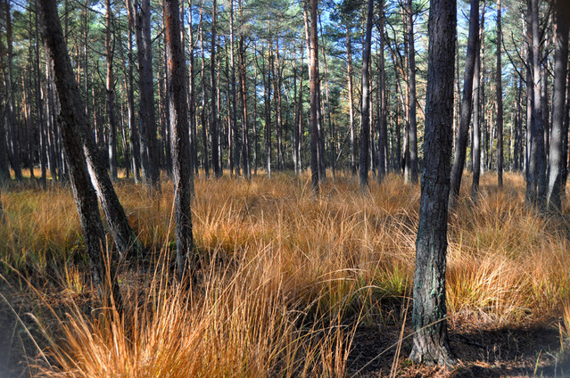 Zbigniew Kapusta #233214