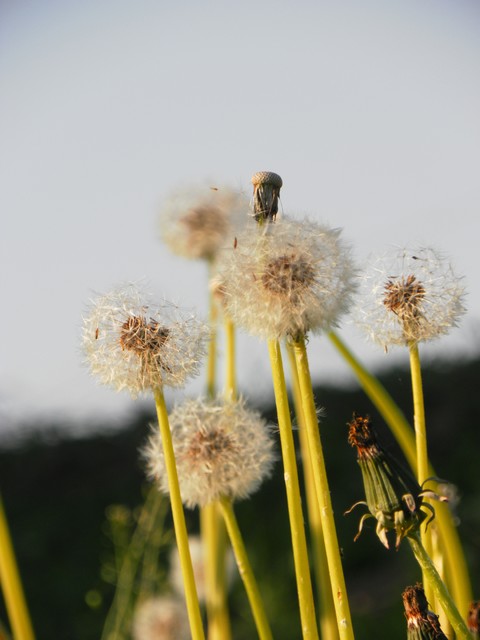 SAMSUNG DIGITAL CAMERA feelomena #283673