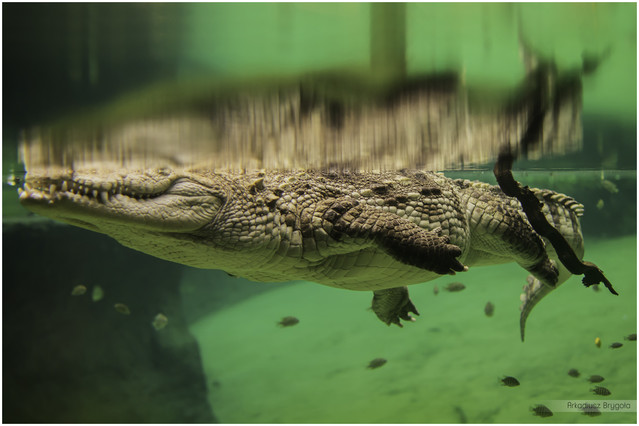 SONY DSC SONY DSC Arkadiusz Brygoła #291770