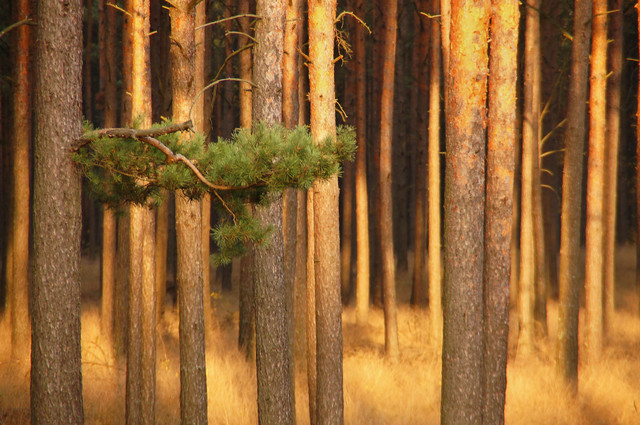 SONY DSC Private1 #275140