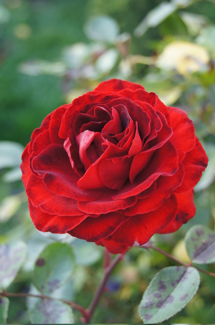 Jan Blukacz SONY DSC