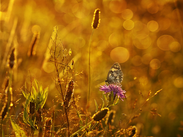 macrofun Łąkowy zachód słońca...