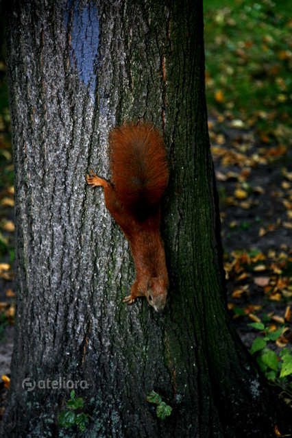 Rudzielec Wiewiórka pospolita, wiewiórka ruda, Sciurus vulgaris