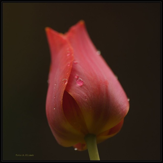 olo122 tulipany