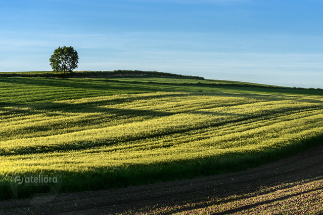 PRASNOWSKA BARBARA #306879