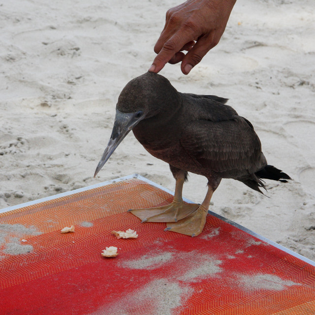 Plażowicz. Fauna Wyspy Margarita - Wenezuela 2011. Renata