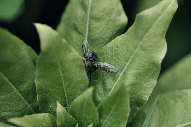 Barbara Luckyman #148980