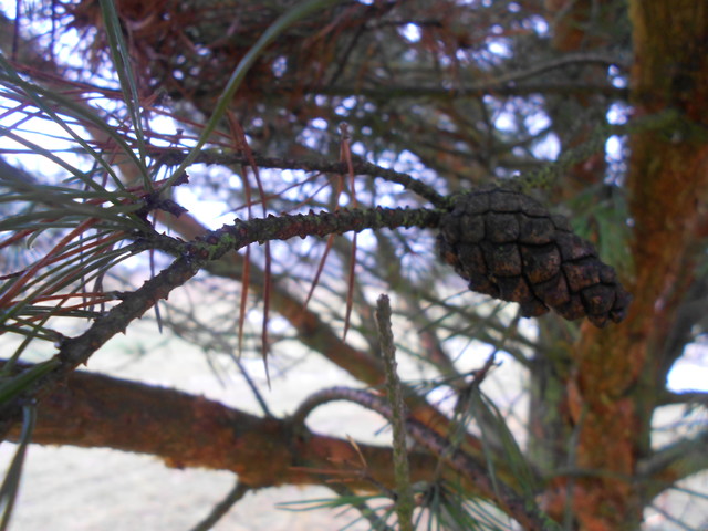 Artur Oziewicz #188233