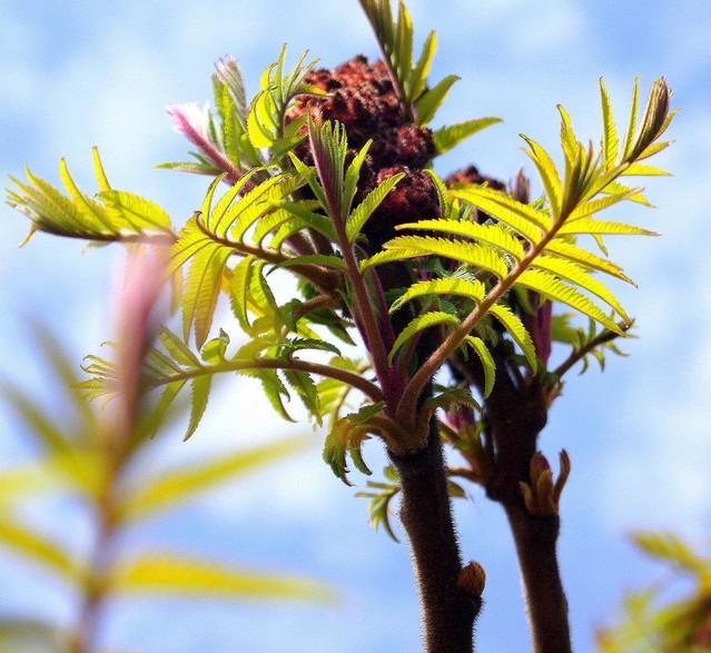 PRZYRODA Picasa #165191