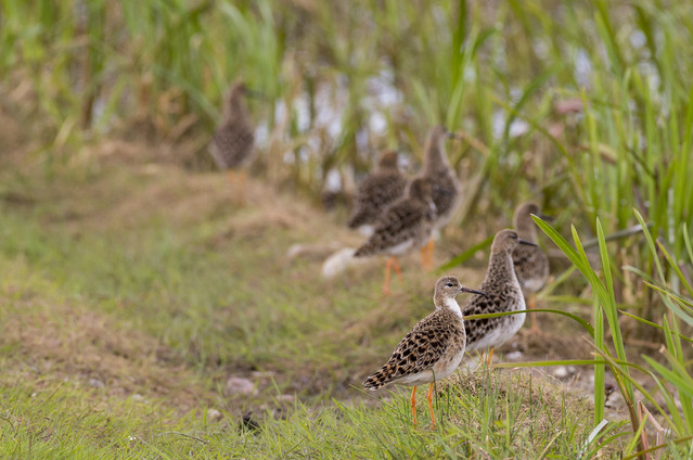 bataliony nad Biebrzą Dariusz WojtaIa #324569