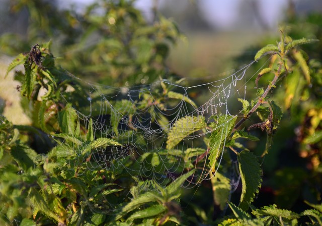 O poranku Dariusz WojtaIa #320634