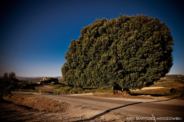 Bartosz Mrozowski #118489