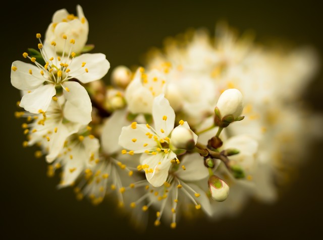 Białe. : Marcin STIEBAL #292841