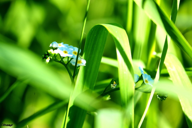 OLYMPUS DIGITAL CAMERA tramp #299314