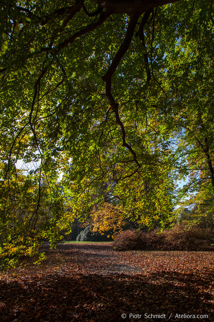 Jesień we wrocławskim parku. Jesień we wrocławskim parku. Piotr