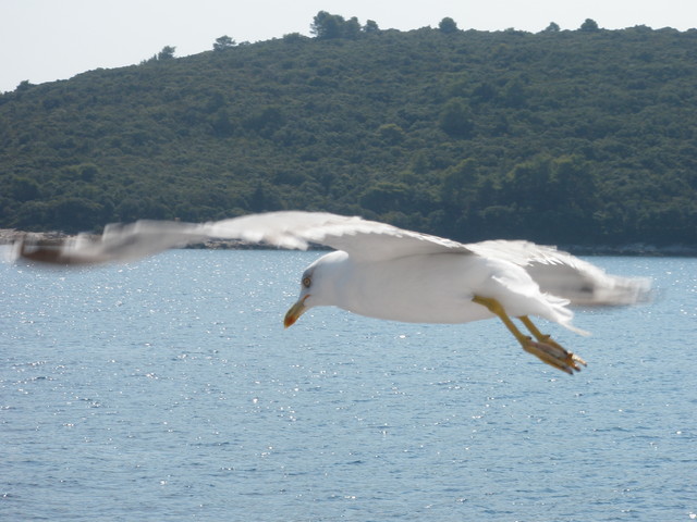 OLYMPUS DIGITAL CAMERA alutka #168476