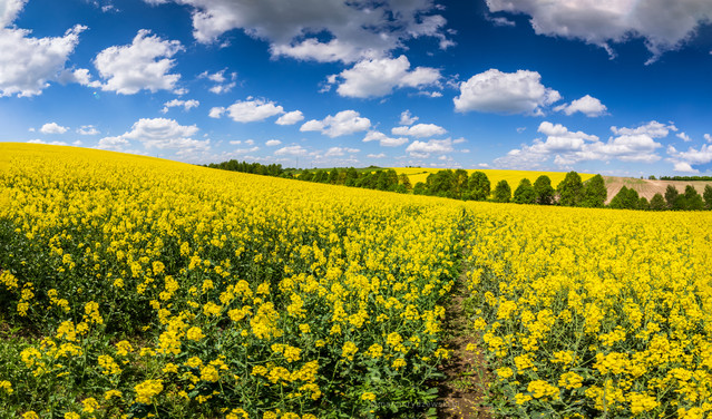 Marcin Rydzewski Majowe pola 