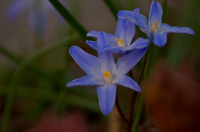 SONY DSC pysiu #273663