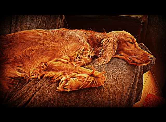 Picasa 