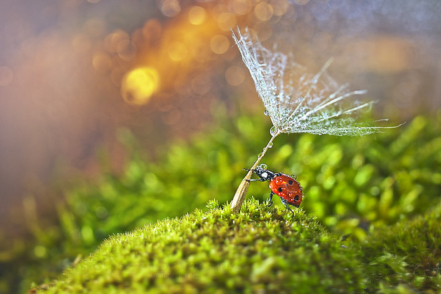 macrofun Po burzy zawsze wychodzi słońce :)