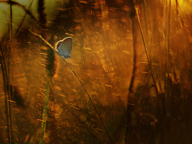 macrofun Deszczowy modraszek