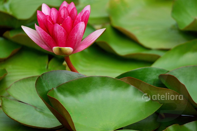 W rozkwicie euforii... Picasa #299155