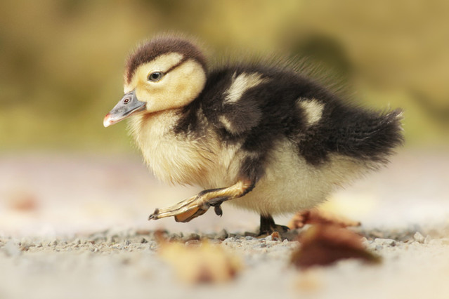 Stepanka Ulrichova #284618