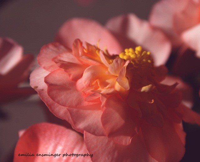 SONY DSC artistemily #166602