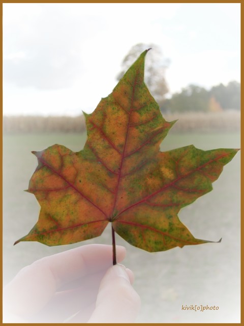 Katarzyna Stankiewicz #185221