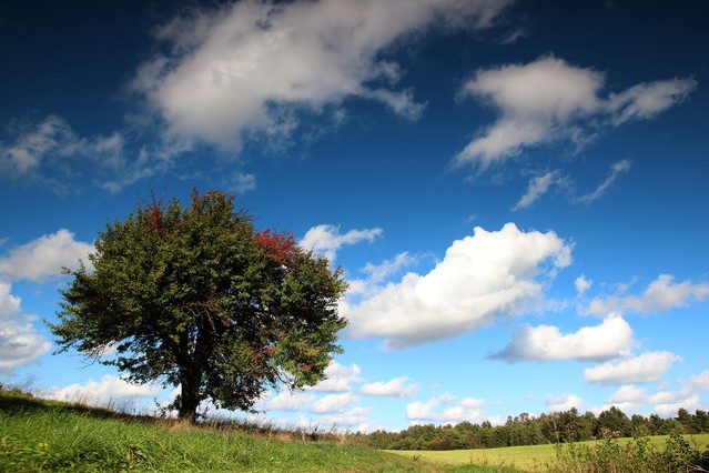 Kacper Sokołowski #168225