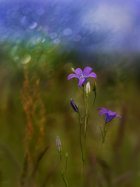 macrofun Dzwonkowo ;)