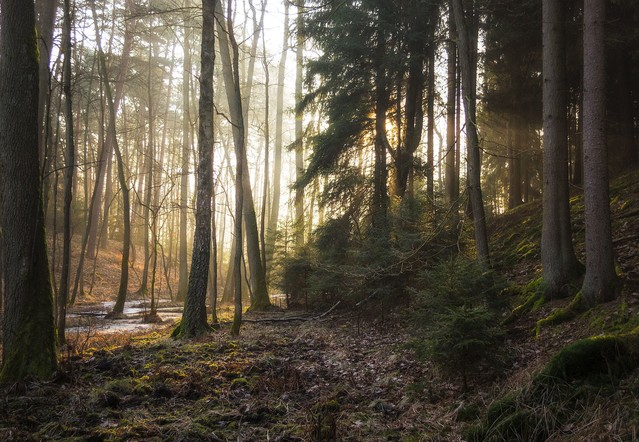 Blask słońca w uścisku poranka Krzysztof Tollas #315174