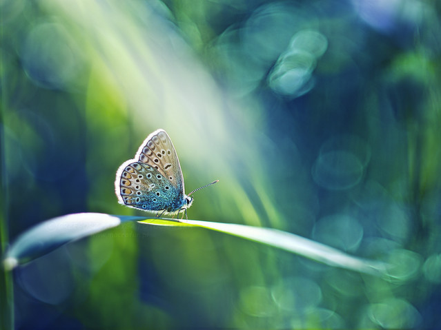 macrofun Światła sceny...