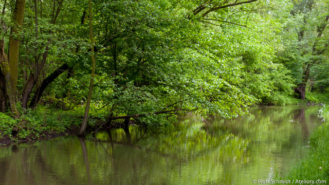 Park wschodni. Wrocław. Piotr Schmidt #248275