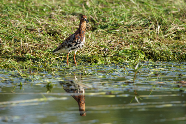 Witold Nowakowski #324884