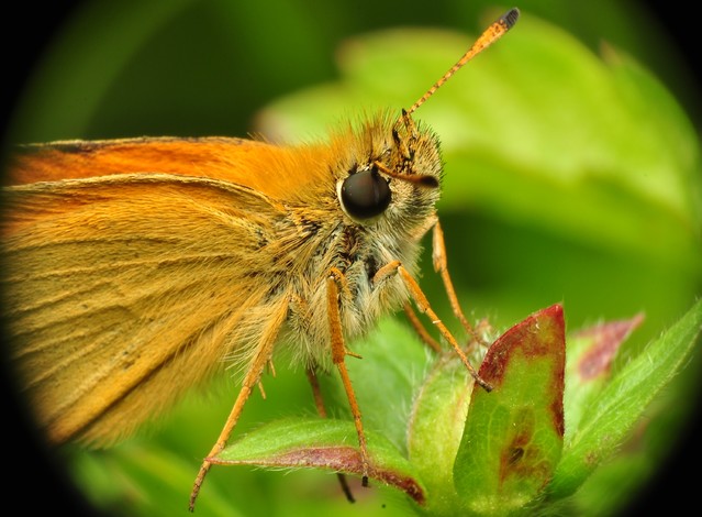 Tomasz Sikorski #129499