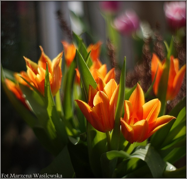 ... Pentacon 1.8/50 Picasa #306043