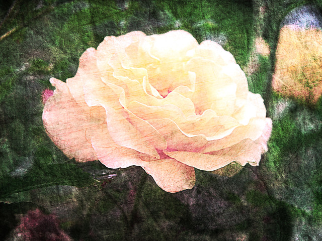 OLYMPUS DIGITAL CAMERA OLYMPUS DIGITAL CAMERA kasiadzie #311987