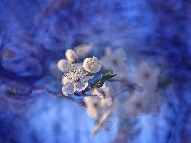 macrofun Śliwki kwiat :)