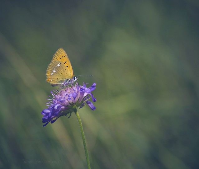 MariuszFotografia #317421