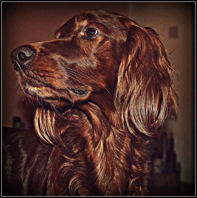 Picasa 