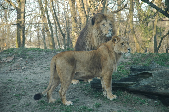 qcyber ZOO Wrocław