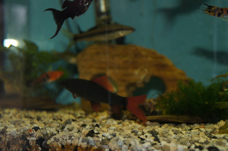 Derwisz | SONY DSC