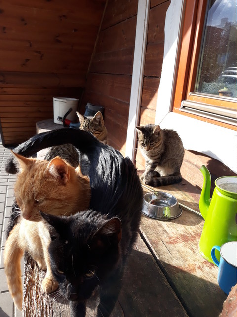 Lidia Stepniewska #327237