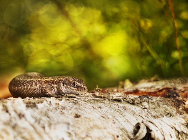 macrofun Smokowatość ;)
