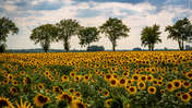 Piotr Schmidt | Sunflowers