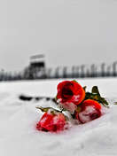 popish róże dla Birkenau